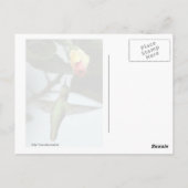 Carte Postale Colibri Et Rose Jaune (Dos)