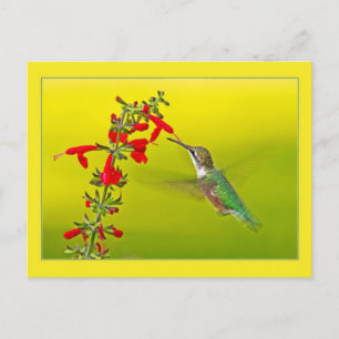 Carte Postale Colibri et Salvia