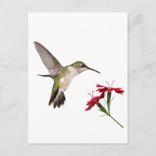 Carte Postale Colibri et un Dianthus rouge