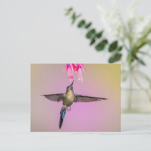 Carte Postale Colibri exotique à longue queue (Debout devant)