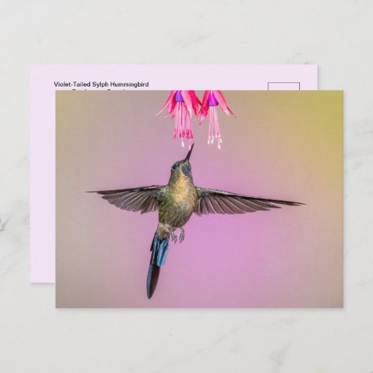Carte Postale Colibri exotique à longue queue (Devant / Derrière)