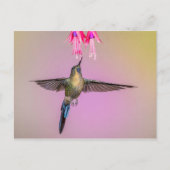 Carte Postale Colibri exotique à longue queue (Devant)