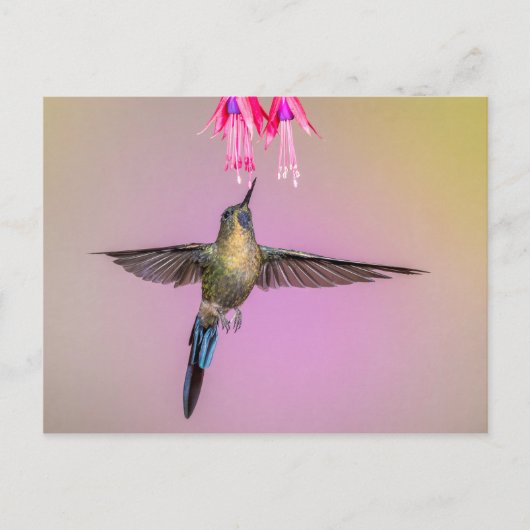 Carte Postale Colibri exotique à longue queue (Devant)