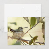 Carte Postale Colibri femelle sur son nid (Devant / Derrière)