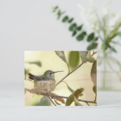 Carte Postale Colibri femelle sur son nid (Debout devant)