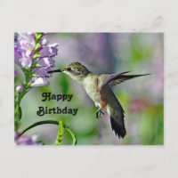 Colibri Fleur Florale Rose Photo Anniversaire Faun