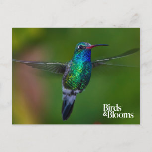 Carte Postale Colibri flottant