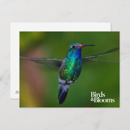 Carte Postale Colibri flottant (Devant / Derrière)