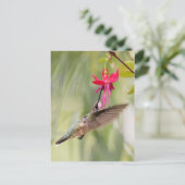 Carte Postale Colibri Fuchsia Favori (Debout devant)