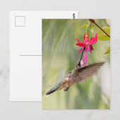 Carte Postale Colibri Fuchsia Favori (Devant / Derrière)