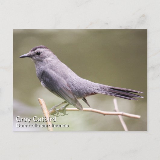 Carte Postale Colibri gris (Devant)