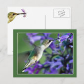 Carte Postale Colibri Hover (Devant / Derrière)
