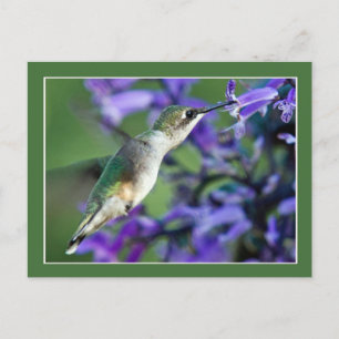 Carte Postale Colibri Hover