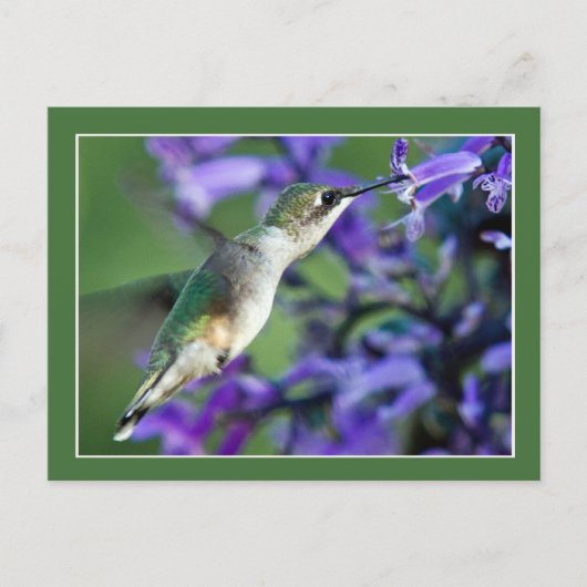 Carte Postale Colibri Hover (Devant)