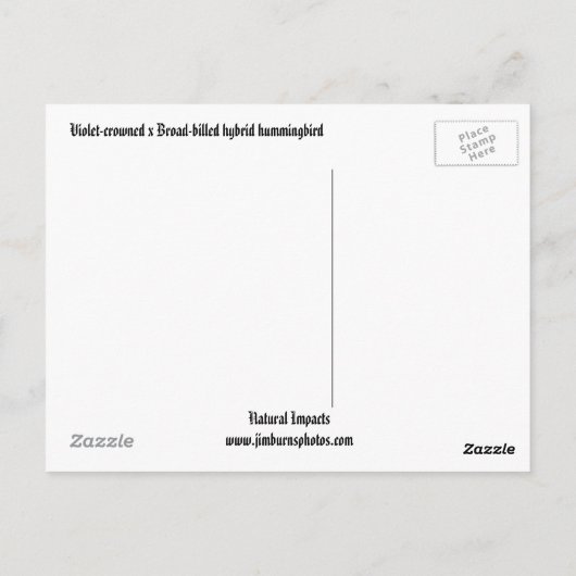 Carte Postale Colibri hybride à bec large (Dos)