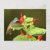 Carte Postale Colibri hybride à bec large (Devant)