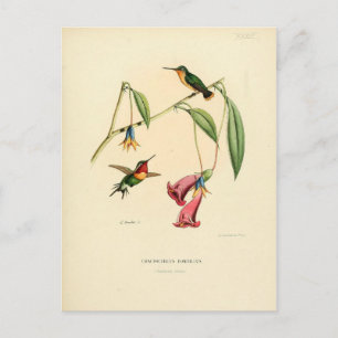 Carte Postale Colibri, Illustration d'oiseaux, Art d'oiseaux, Vi