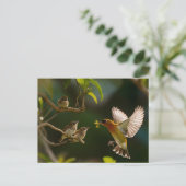 Carte Postale Colibri Mère nourriture en haut (Debout devant)