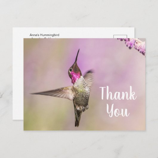 Carte Postale Colibri Mignon Posant pour Dire Merci (Devant / Derrière)