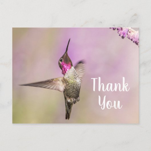 Carte Postale Colibri Mignon Posant pour Dire Merci (Devant)