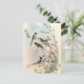 Carte Postale Colibri par John Gould (Debout devant)