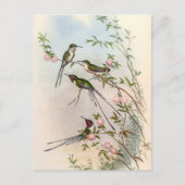 Carte Postale Colibri par John Gould (Devant)