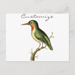Carte Postale Colibri perché Thunder_Cove