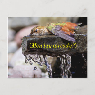 Carte Postale Colibri posé dans l'eau