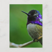 Carte Postale Colibri pourpre (Devant)