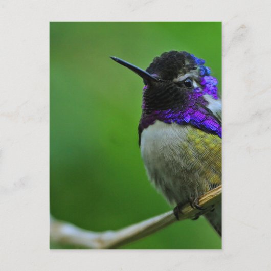 Carte Postale Colibri pourpre (Devant)
