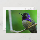 Carte Postale Colibri pourpre (Devant / Derrière)