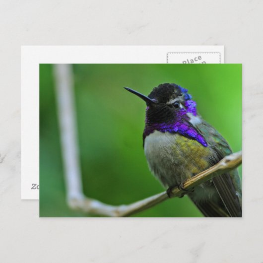 Carte Postale Colibri pourpre (Devant / Derrière)