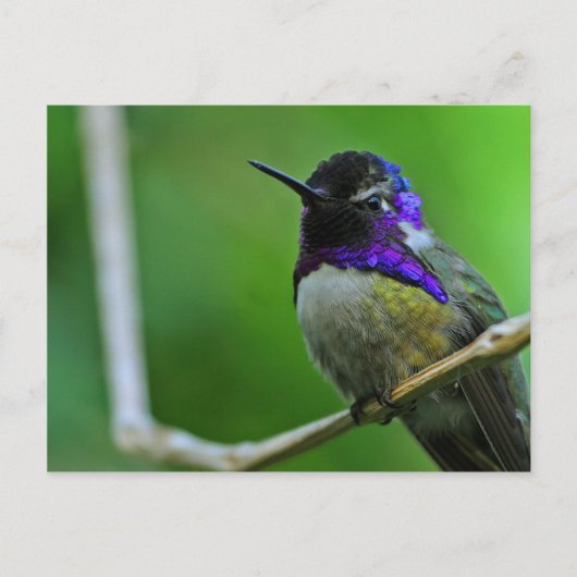 Carte Postale Colibri pourpre (Devant)