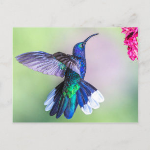 Carte Postale Colibri pourpre dans une poitrine gracieuse