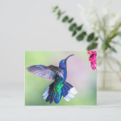Carte Postale Colibri pourpre dans une poitrine gracieuse (Debout devant)