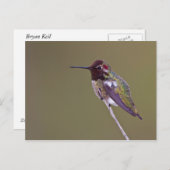 Carte Postale Colibri reposant (Devant / Derrière)