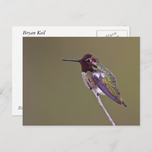 Carte Postale Colibri reposant (Devant / Derrière)