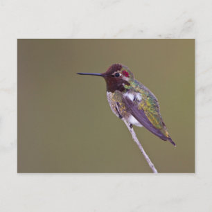 Carte Postale Colibri reposant