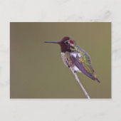 Carte Postale Colibri reposant (Devant)