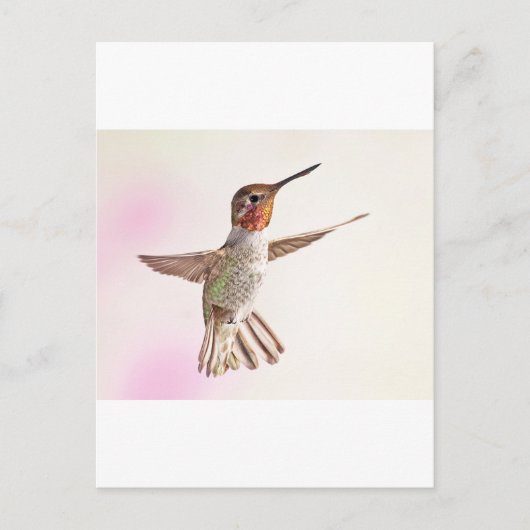 Carte Postale Colibri rose (Devant)
