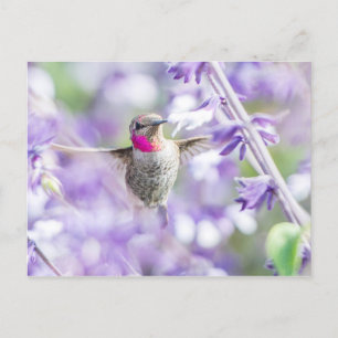 Carte Postale Colibri rose volant dans le violet