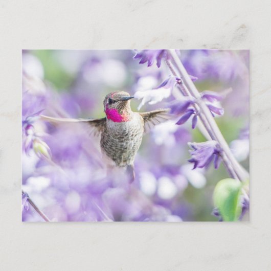 Carte Postale Colibri rose volant dans le violet (Devant)