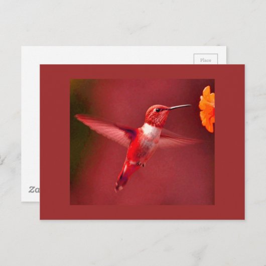 Carte Postale Colibri rouge (Devant / Derrière)