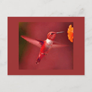 Carte Postale Colibri rouge