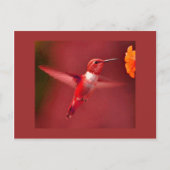 Carte Postale Colibri rouge (Devant)