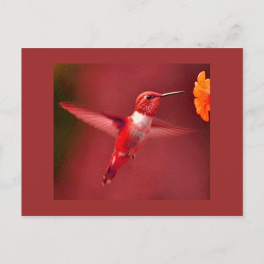 Carte Postale Colibri rouge (Devant)