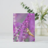 Carte Postale Colibri roux (Debout devant)