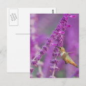 Carte Postale Colibri roux (Devant / Derrière)