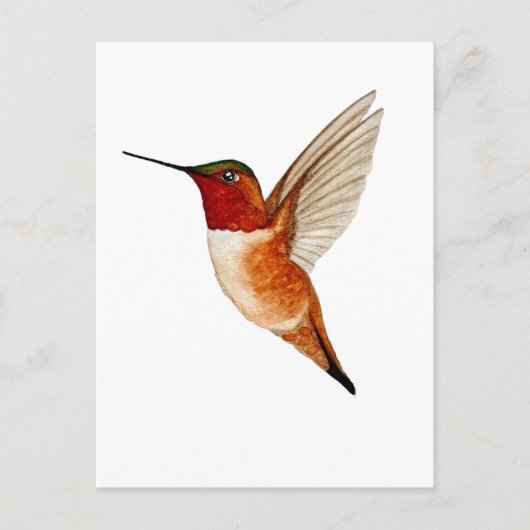 Carte Postale Colibri roux (Devant)