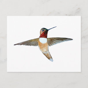 Carte Postale Colibri roux